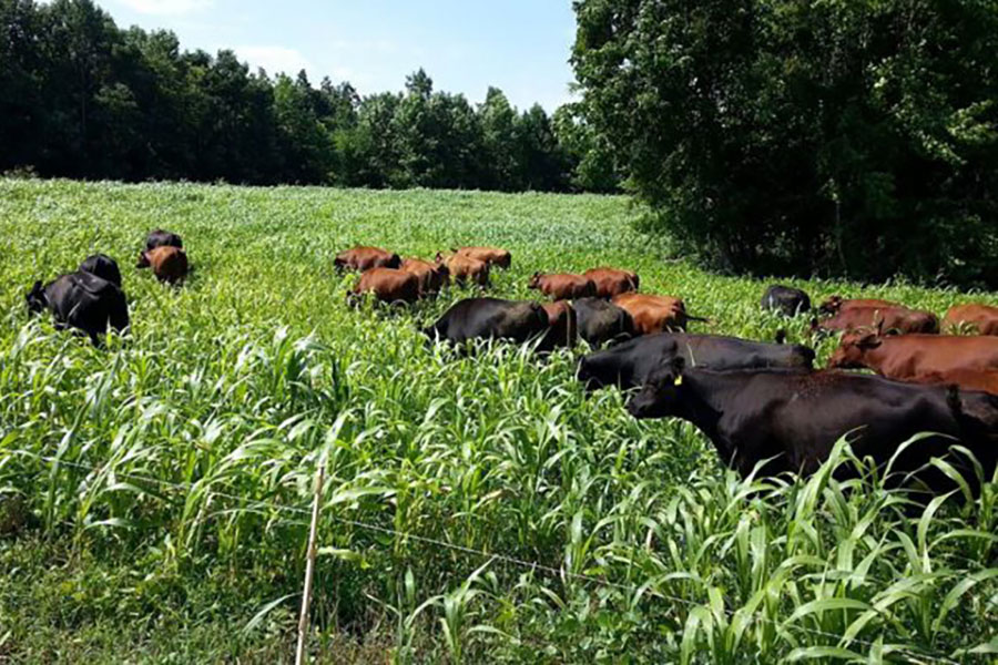 How will U.S. land use change by 2050?