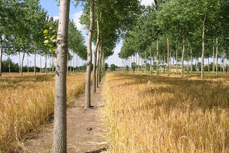 Agroforestry could accelerate climate progress