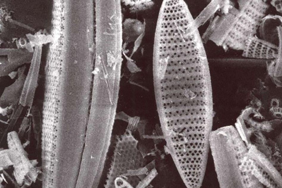 Diatoms_WEB.jpg