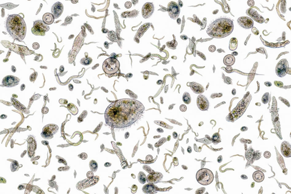 MIT-Iron-Limit-Phytoplankton-01_0_WEB.jpg