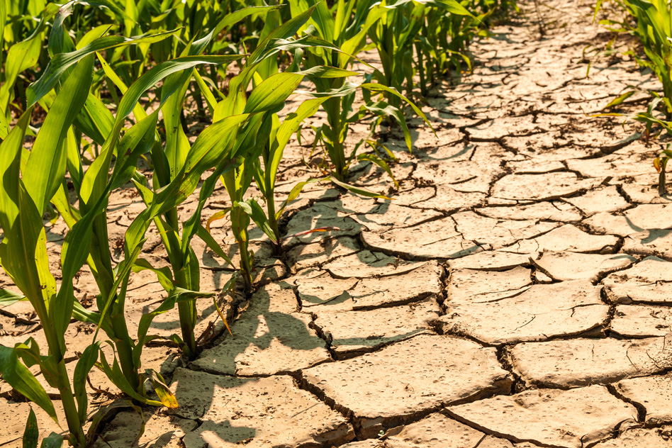 MIT-Maize-Drought.jpg
