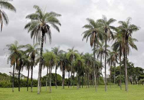 Acrocomia aculeata, one variety of macaúba palm that could be exploited at large scale to produce biofuels