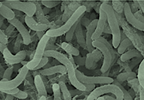 SAR11, the most common type of bacteria in the ocea