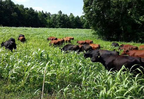 How will U.S. land use change by 2050?