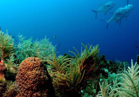 The Oceans