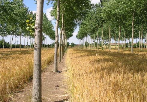 Agroforestry could accelerate climate progress