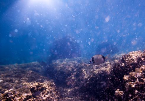 Understanding how "marine snow" acts as a carbon sink