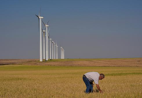 Farmer Orville Williams looks at drought-stressed wheat in one of his fields on May 16 near Montezuma, Kansas. Charlie Riedel/AP