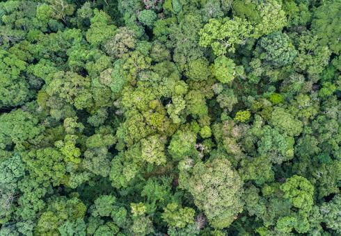 Forest