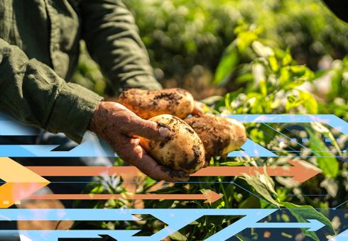 Farmer holding potatoes