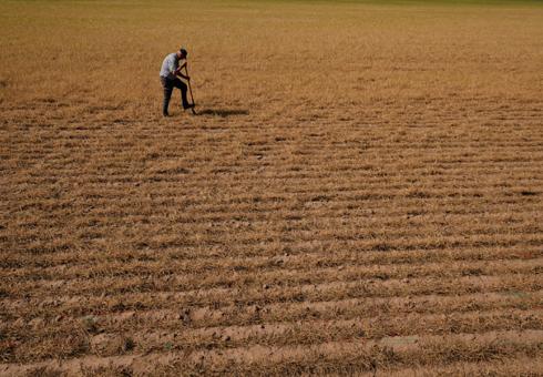 Wheat field