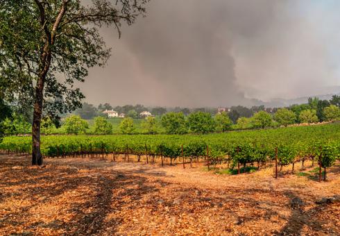 1020_Napa_drought_fire_974_WEB.jpg