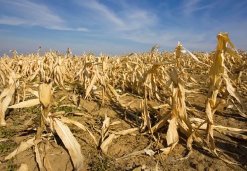 Corn dried_WEB.jpg