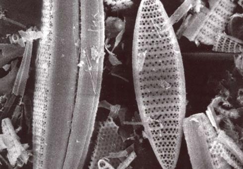 Diatoms_WEB.jpg 