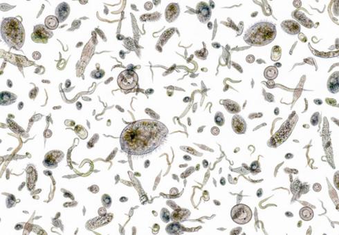 MIT-Iron-Limit-Phytoplankton-01_0_WEB.jpg 