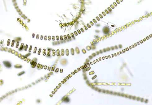 Phytoplankton2_WEB.jpg 