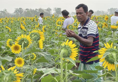 Sunflowers_CREWSnet_2023_WEB.jpg