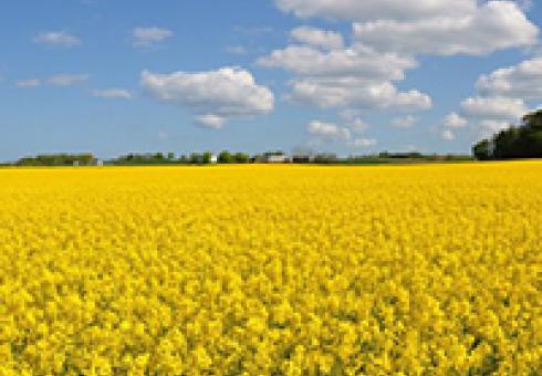 Biofuels