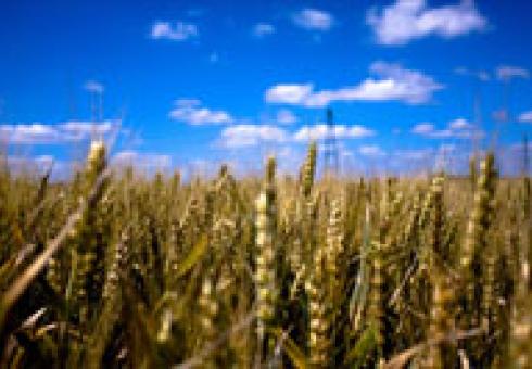 corn field thumb