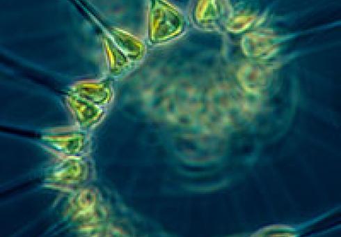 Phytoplankton